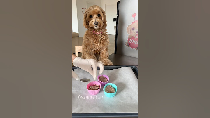 LA MAMMA HA CUCCINATO PANETTONE PER ME🧁 #maltipoo #maltese #poodle