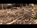 Sleeping fox close up video.  Zorro durmiendo.  Renard  Canada