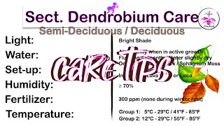 Dendrobium Orchid Care: The Beginner's Guide to Different Types / Sections Care Cards #ninjaorchids screenshot 4