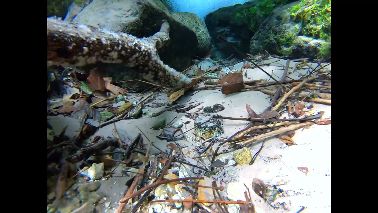 Anubias in clear water stream tributary to Lufimi River. DR Congo