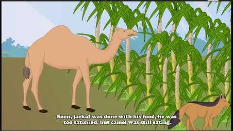 The Camel and the Jackal