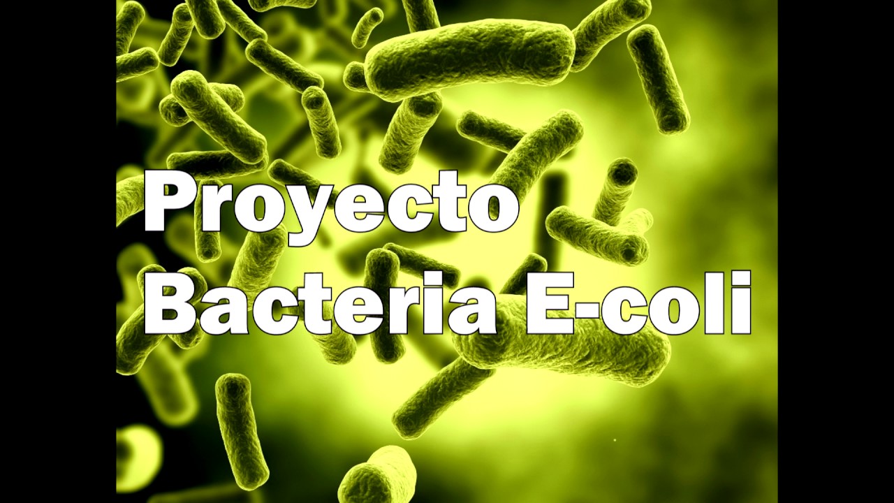 Proyecto Bacteria E-coli - YouTube