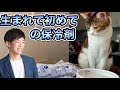 保冷剤が気になりすぎるねこ→概要欄にオススメのネコ科学本あり
