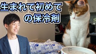 保冷剤が気になりすぎるねこ→概要欄にオススメのネコ科学本あり