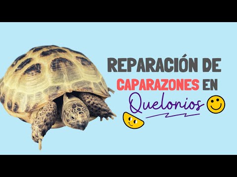 Vídeo: Cierres De Sujetador Utilizados Para Ayudar A Reparar Los Caparazones De Tortuga Rotos