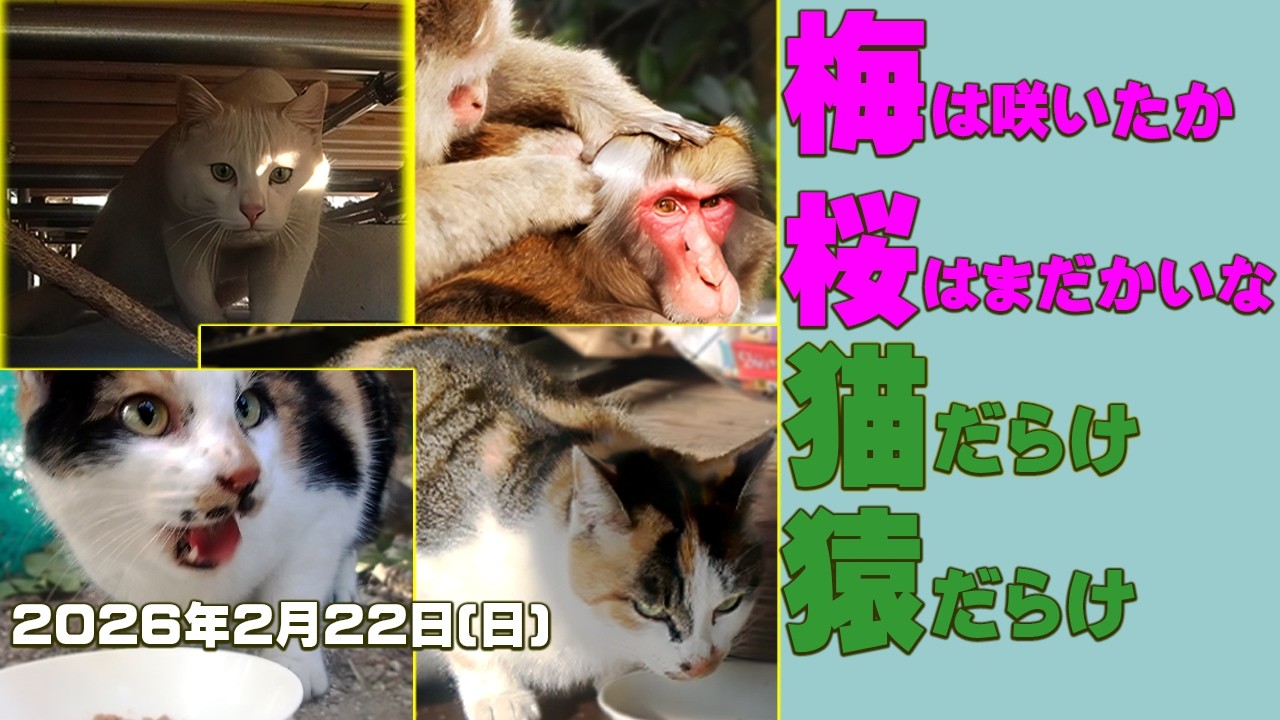 【外猫白ウシ君&ヒョコちゃん】いきなり春だ！みんな元気だ！猿も出た！