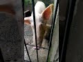 DeMorganz Pig Farm