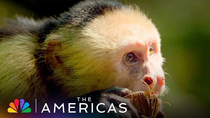 The White-Faced Capuchin Monkey Uses Tools to Crack Nuts | The Americas | NBC