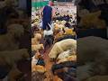 Unbelievable! Inside a Dog Farm You’ve Never Seen Before 🐶🔥