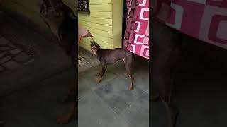 aggressive Doberman fight girp#doberman fight