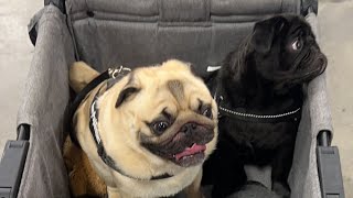 Pugfest 2022
