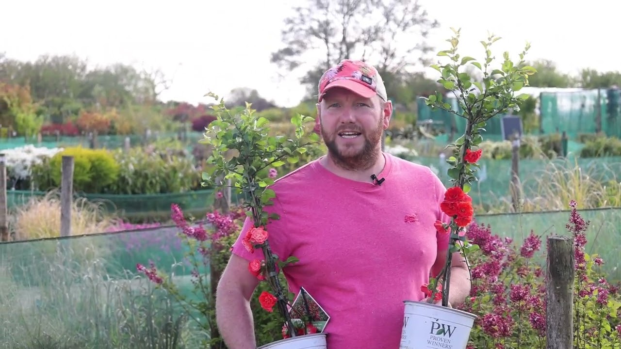 Plant Profile: Chaenomeles Speciosa "Orange Storm" Double Flowering Quince