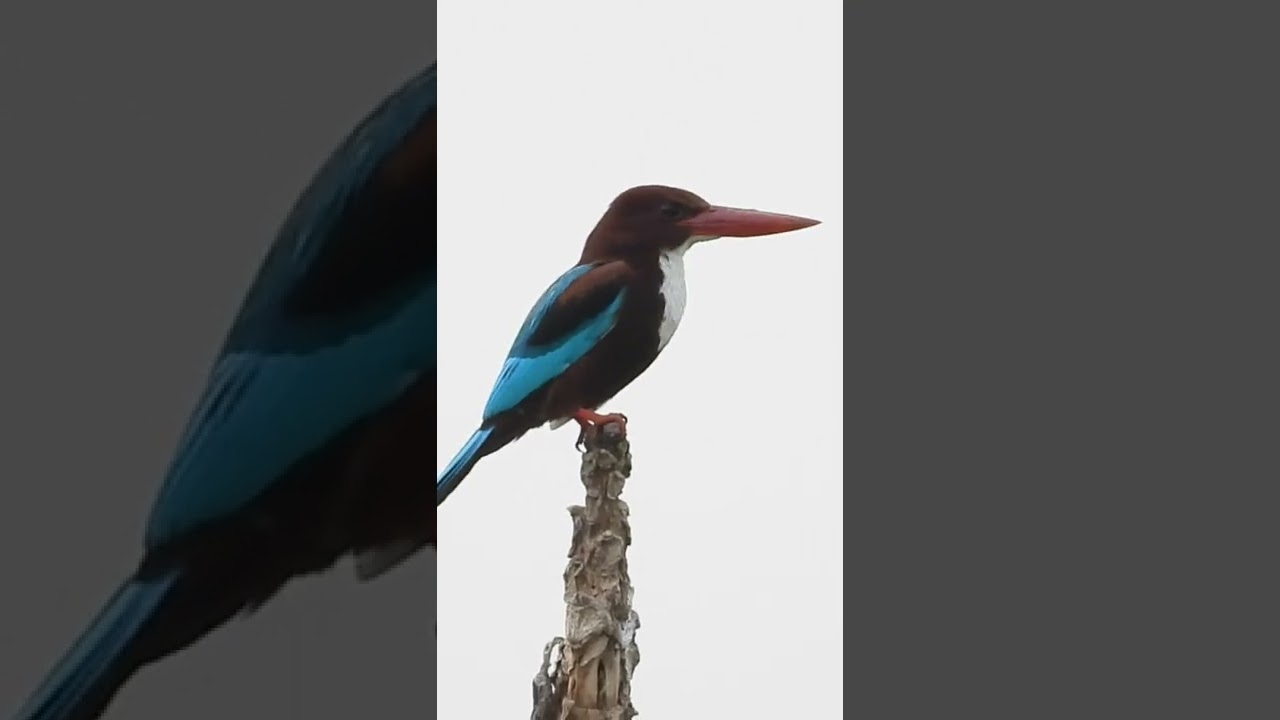 Kingfisher call
