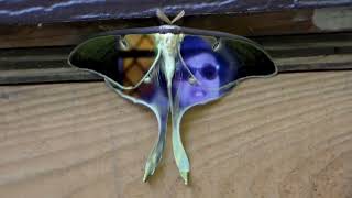 Do You See The Light? With A Luna Moth