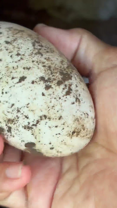 Ask for one egg, please #alhmdullilahbarakalloh