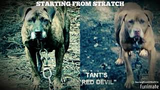 Great Inbred Dogs Series