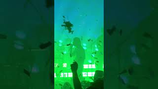 The Less I Know the Better - Tame Impala live @ Guadalajara Mexico 2021 Auditorio Telmex