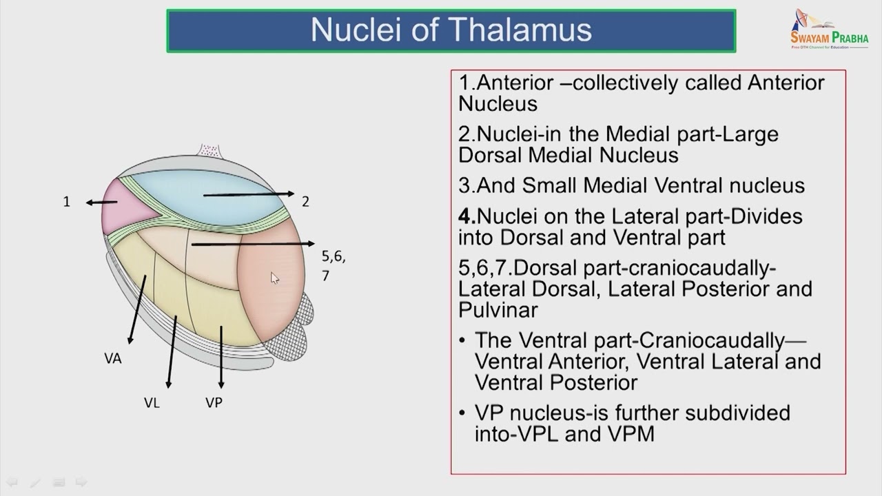 VPL - ventral posterior lateral thalamus by