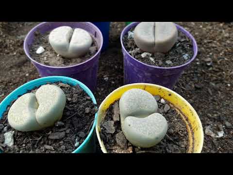 Vídeo: Lithops: Cuidados E Manutenção Em Casa