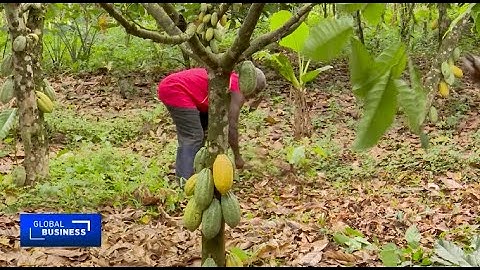 Ghana, Côte d’Ivoire warn EU green laws could cripple climate-hit cocoa sector