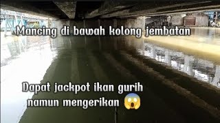 Mancing di sungai eretan Indramayu || Strike ikan paling berbisa yang di takuti pemancing 😱