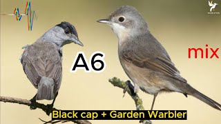 black cap + garden warbler - صوت عصفور التين و دخلة الحدائق , الحشيرة , دخلة ثرثارة , القرقفنة MIX