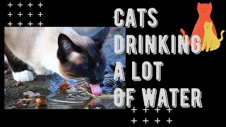 Cats drinking a lot of water and Why Is My Cat Drinking A Lot More Water Video