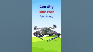 Con Ghẹ - Học từ vựng và phát âm tiếng Anh #thaytuvuitinh