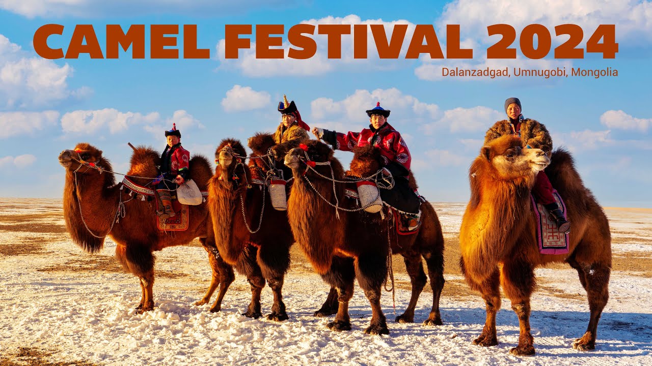 Camel Festival 2024 | Түмэн тэмээний баяр 2024