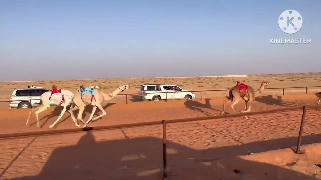 شواهين/ سعد حمدان الشمري