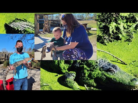 ALLIGATOR ALLEY | Alligator Encounter | We Held A Gator! Alabama Tourism | Summerdale, AL | RV Life