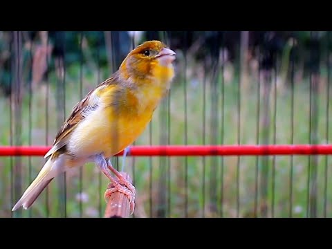 أغنية زفاف كناري 2023 استمع إلى 10 دقائق من تدريب التزاوج لشاب من الذكور من زوج الكناري رقم 1 2