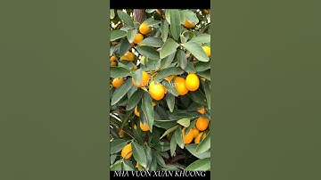 Cây Quất Ngọt l nhà vườn Xuân Khương #cayanqua #nhavuonxuankhuong #trending #xuhuong