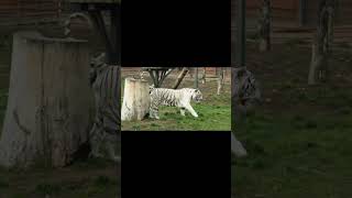 ¿ESTAMOS EN UNA NUEVA EXTINCIÓN? #shortvideo #animals #zoología #animalesenpeligro