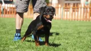 FIVE THINGS YOU SHOULD KNOW ABOUT ROTTWEILERS