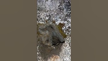 Sparrow Nest #youtubeshorts #bird