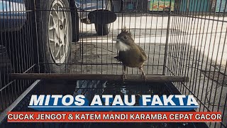 Bearded Cucak & Katem Bathing in the Karamba Quickly Gacor