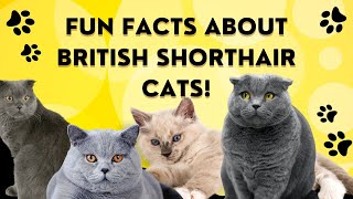 Fun Facts About British Shorthair Cats!