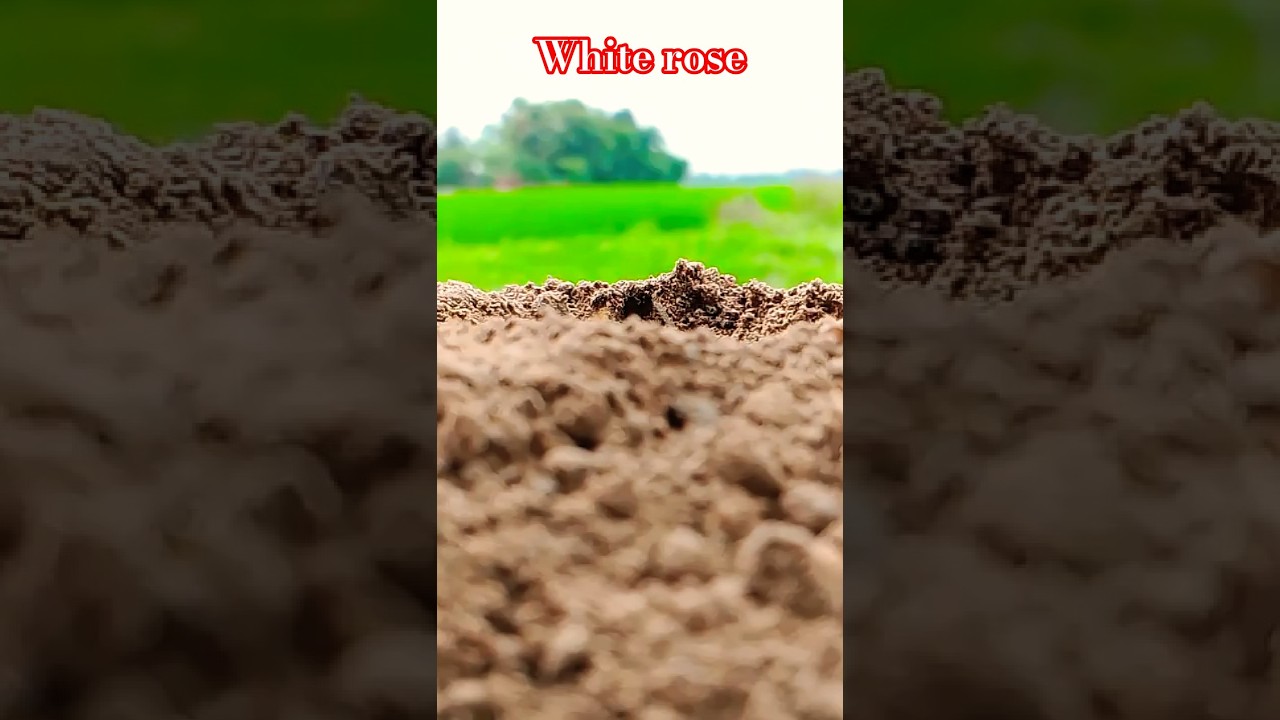 slow motion reverse nature 