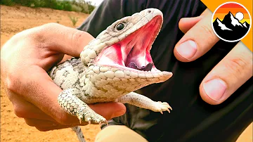 Armored Lizard BITES HARD!