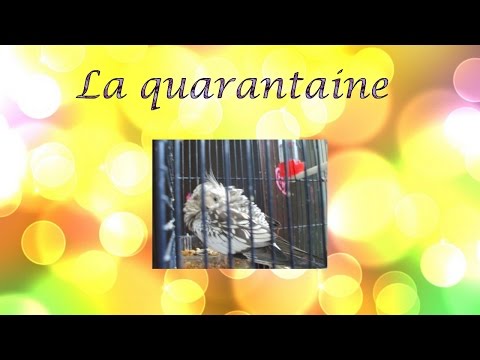 Vidéo: Comment Mettre Votre Animal En Quarantaine
