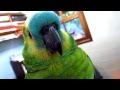 LORO AMAZONAS (PATRICIO)HABLANDO , AMAZON PARROT TALKING