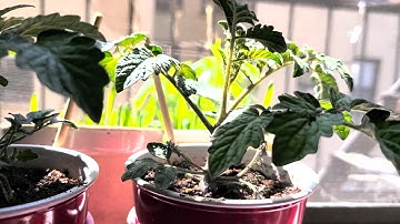 2020 GroBucket Update. We got roots.