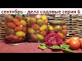 Сентябрь - дела садовые серия №6