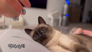 집사를 너무좋아하는 애교쟁이 개냥이와 아기 (아이폰15pro vlog)
