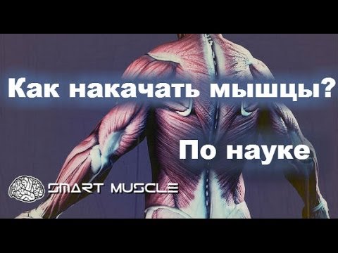 Как накачать мышцы. научный подход