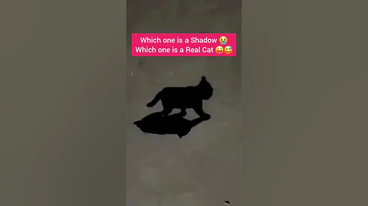 Only 1% Can Solve This: Find the Cat and Its Shadow? 🐱🕵️ #shorts #eyetest #braintest #illusion #cat