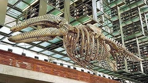 Gabriel Orozco: "Mobile Matrix" | Art21 "Extended Play"