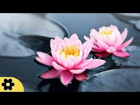 6 Hour Zen Music For Wellbeing: Nature Sounds, Inner Peace, Meditation Music, Relaxing Music ✿2783C