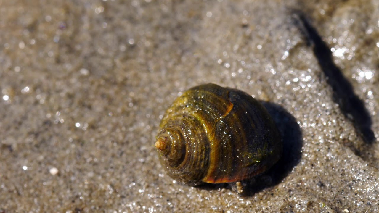 Vroege Vogels - Leven op de bodem van de Oosterschelde